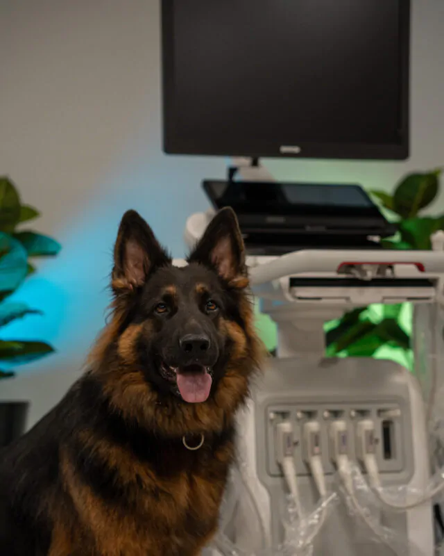 Podstawy ultrasonografii jamy brzusznej psa i kota – protokół AFAST